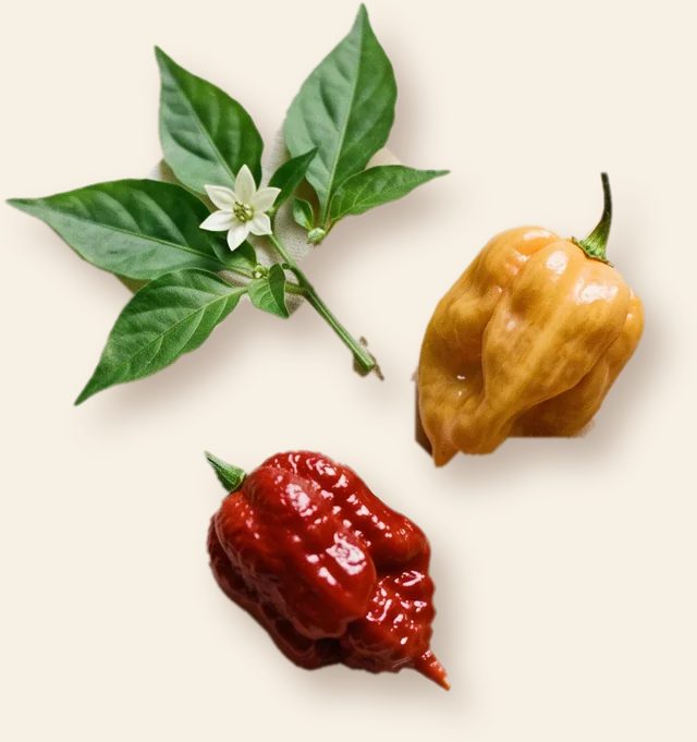 Två chilifrukter, en mörkröd och en gul, bredvid en kvist chiliblad med vit blomma