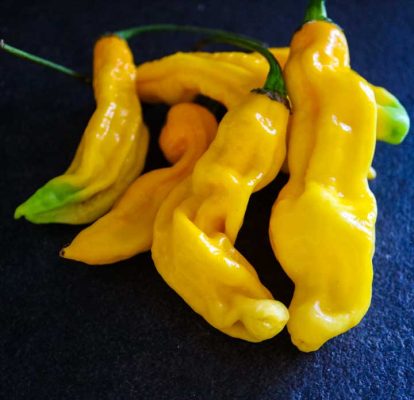 Färsk Habanero Hot Lemon