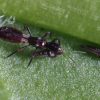 Close-up of a small dark wasp-like insect on a green leaf, with long antennae and slender body hues of black and brown, on a dewy surface.