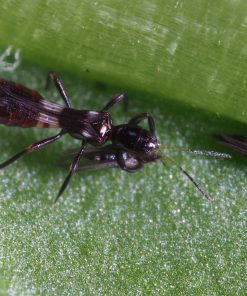 Close-up of a small dark wasp-like insect on a green leaf, with long antennae and slender body hues of black and brown, on a dewy surface.