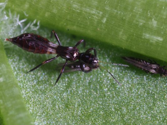 Close-up of a small dark wasp-like insect on a green leaf, with long antennae and slender body hues of black and brown, on a dewy surface.